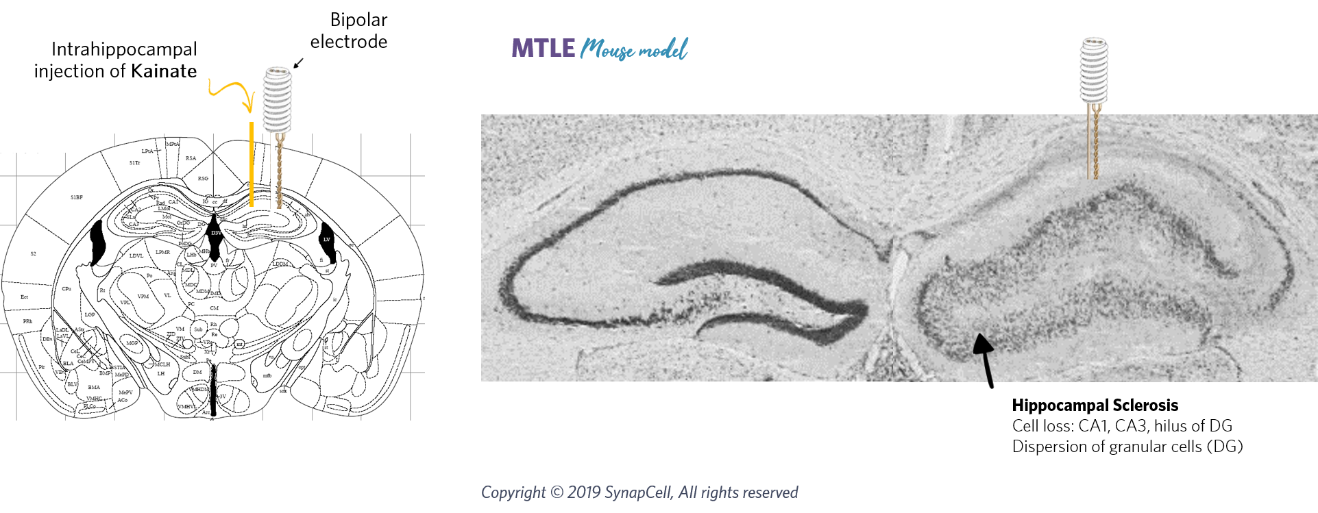 HPD-cell-loss-synapcell-In-vivo-efficacy-Testing-on-CNS-disorders