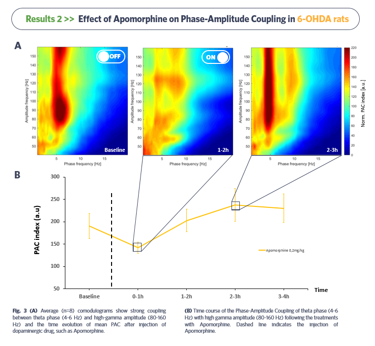 Effect-of-Apomorphine-on-phase-Amplitude-Coupling-in-6-OHDA-rats